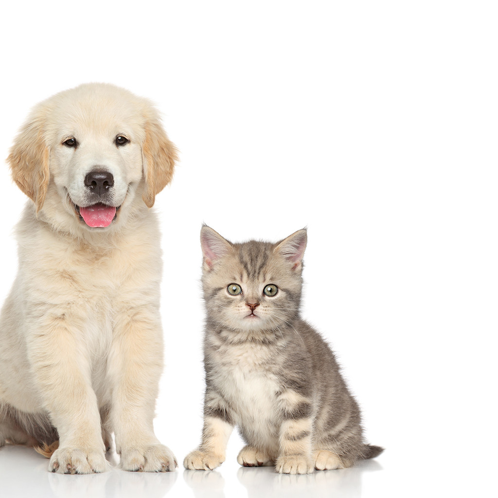 PETSHOP